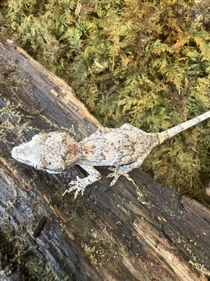 animal image