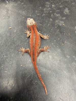 animal image