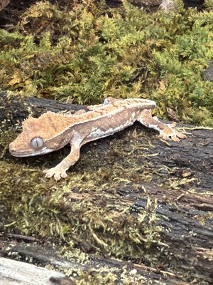 animal image