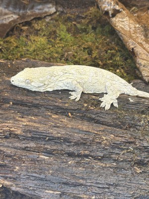 animal image