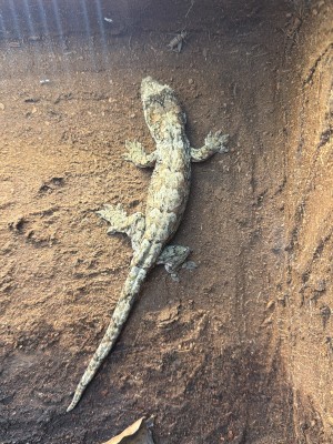 animal image