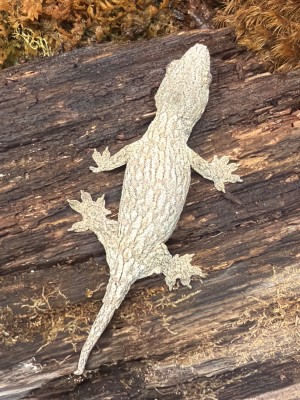 animal image