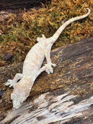 animal image