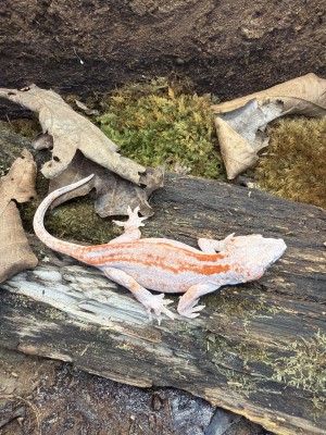 animal image