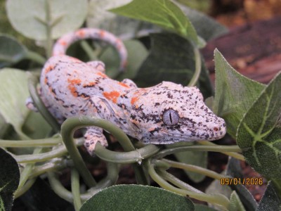 animal image