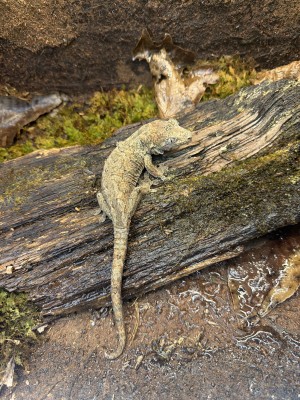 animal image