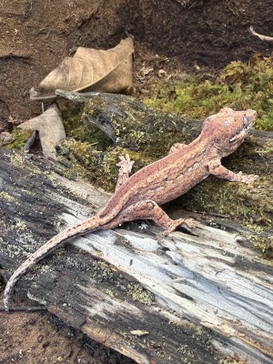 animal image