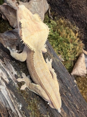 animal image