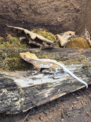 animal image