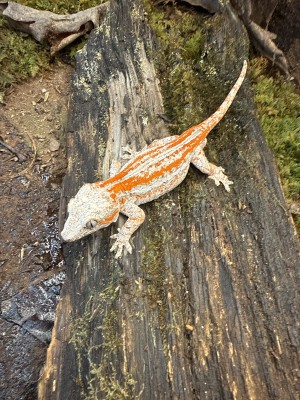 animal image