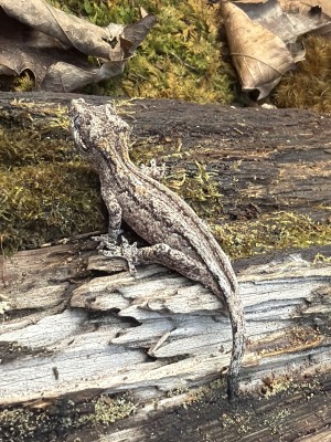 animal image