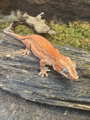 animal image