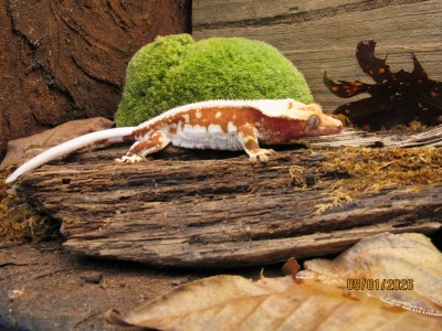 animal image