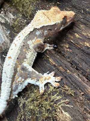 animal image
