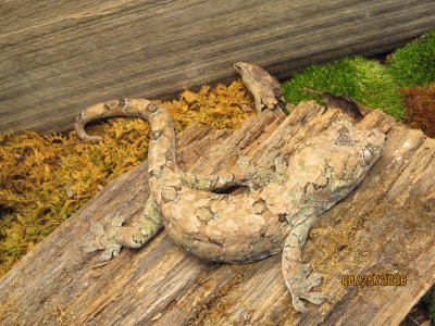 animal image