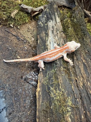 animal image