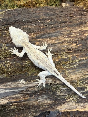 animal image
