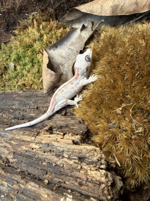 animal image