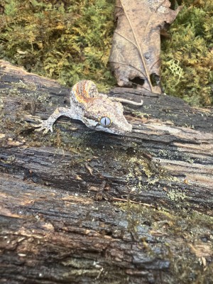 animal image