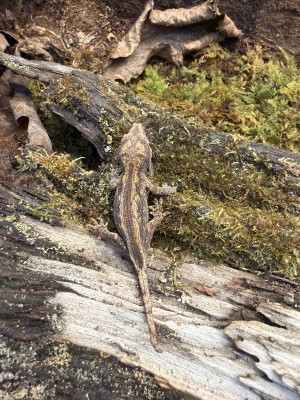 animal image