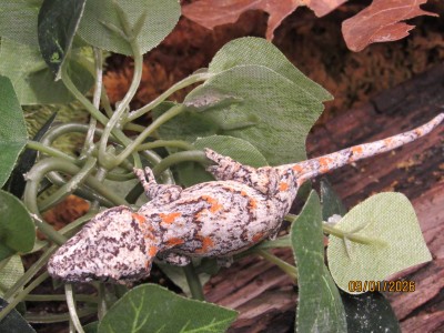 animal image