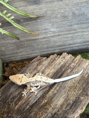 animal image