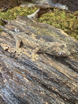 animal image