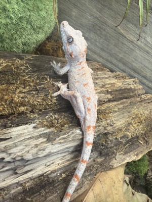 animal image