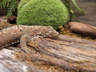 animal image