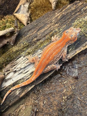 animal image