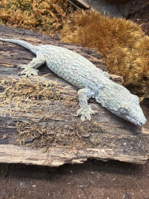 animal image