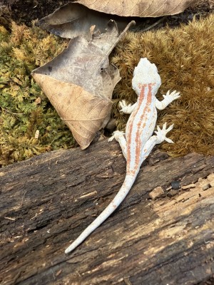 animal image
