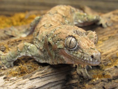 animal image