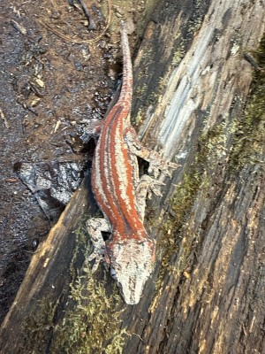 animal image