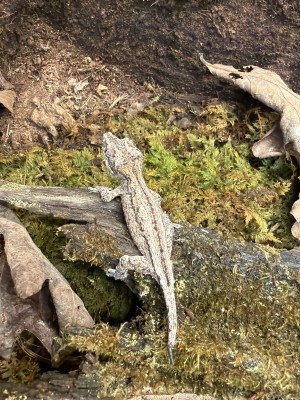 animal image