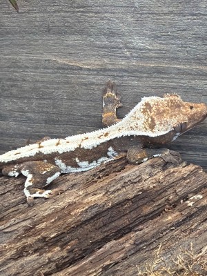 animal image