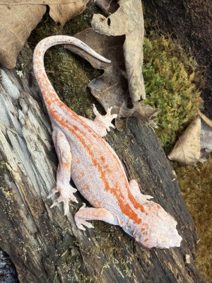 animal image