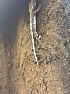animal image