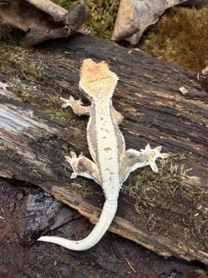 animal image