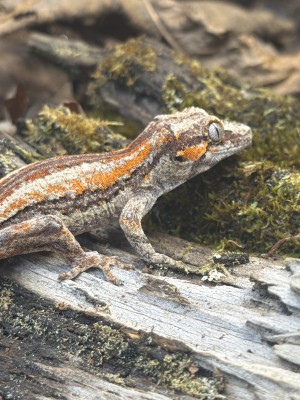 animal image