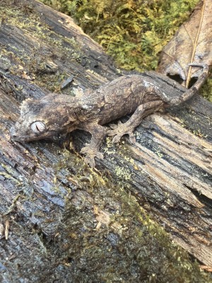animal image