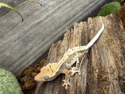 animal image