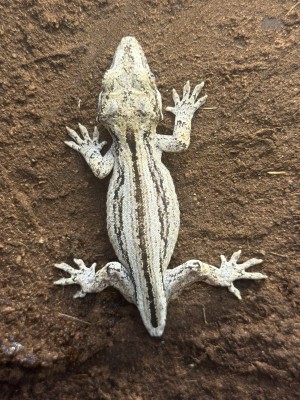 animal image