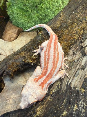 animal image