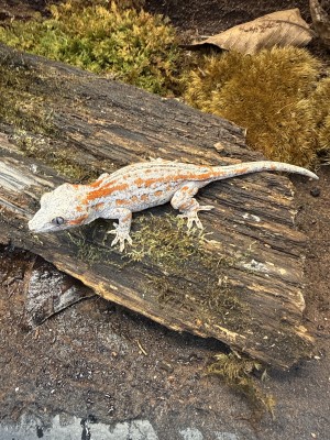 animal image