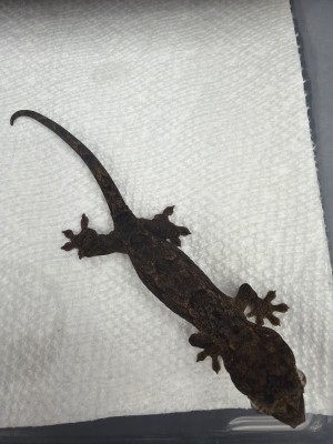 animal image