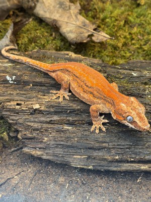 animal image
