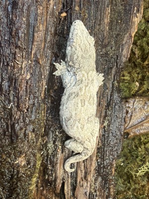 animal image