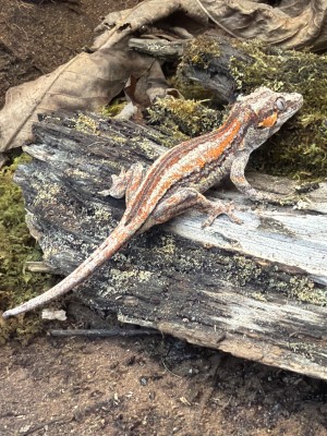 animal image