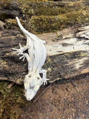 animal image